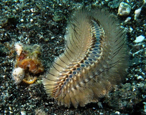 ウミケムシ/海毛虫の氷漬け 海の毛虫、ウミケムシ。Seegleiskettenfahrzeug, Seebrassen